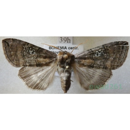 Tethea ocularis (Linnaeus, 1767) Falica oczenica Czech39h